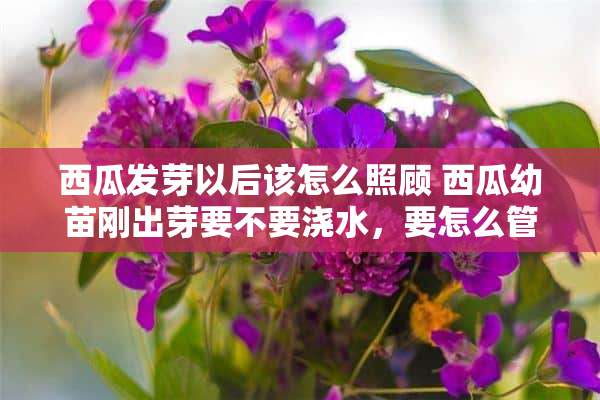 西瓜发芽以后该怎么照顾 西瓜幼苗刚出芽要不要浇水，要怎么管理