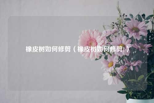 橡皮树如何修剪（橡皮树如何修剪?） 花卉