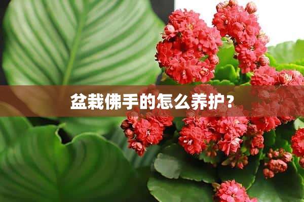 盆栽佛手的怎么养护？