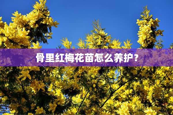 骨里红梅花苗怎么养护？