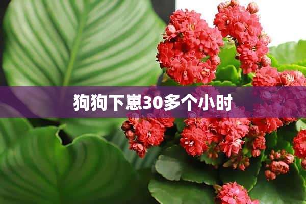 狗狗下崽30多个小时