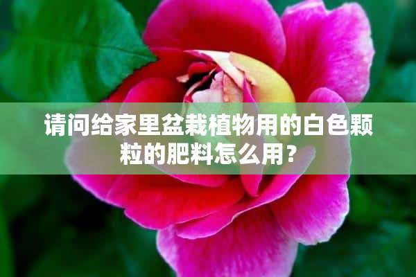 请问给家里盆栽植物用的白色颗粒的肥料怎么用？