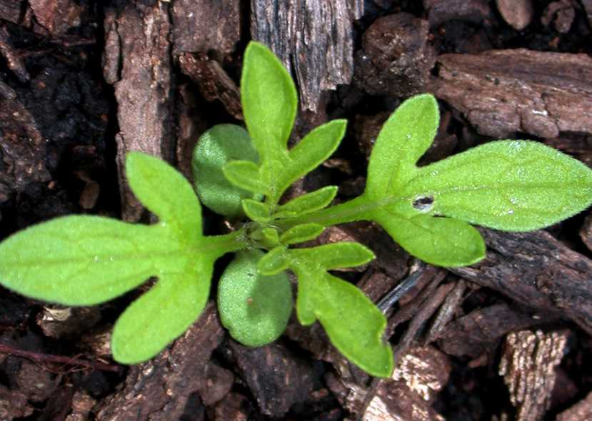 豚草的种植方法和准备条件?