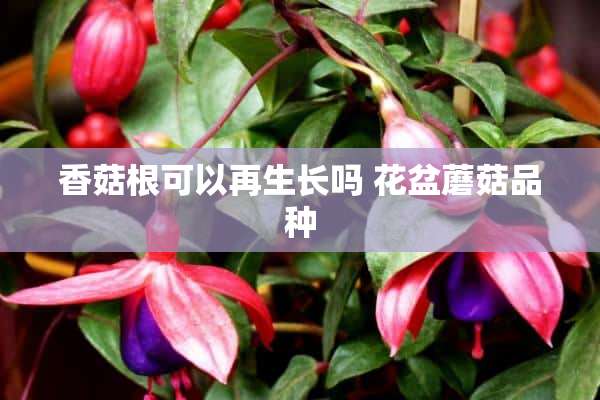 香菇根可以再生长吗 花盆蘑菇品种