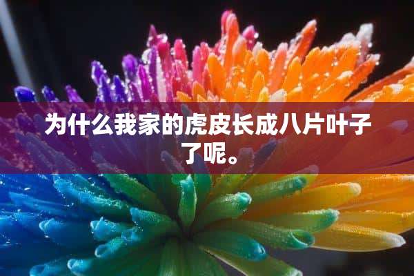 为什么我家的虎皮长成八片叶子了呢。