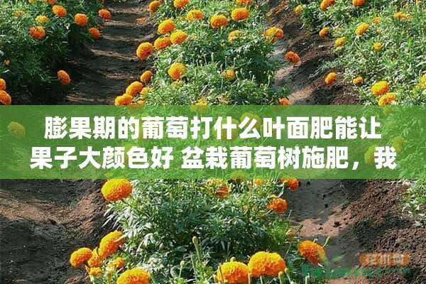 膨果期的葡萄打什么叶面肥能让果子大颜色好 盆栽葡萄树施肥，我买的是复合肥怎样用，一次施多少