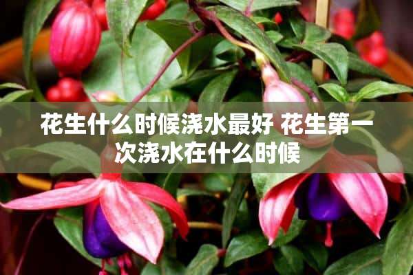 花生什么时候浇水最好 花生第一次浇水在什么时候