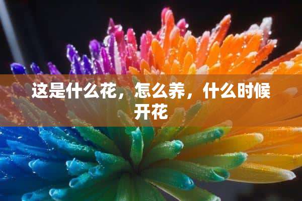 这是什么花，怎么养，什么时候开花