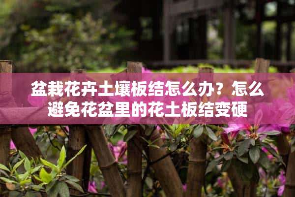 盆栽花卉土壤板结怎么办？怎么避免花盆里的花土板结变硬