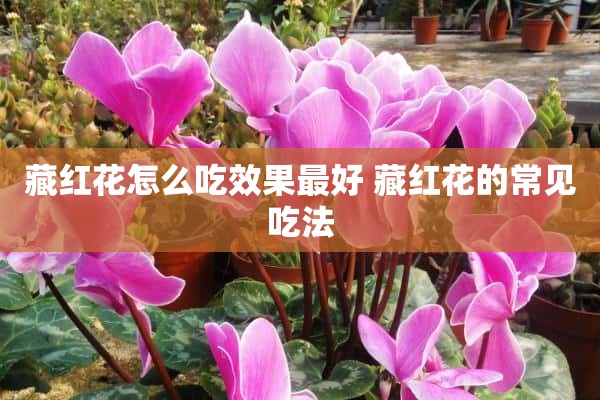 藏红花怎么吃效果最好 藏红花的常见吃法