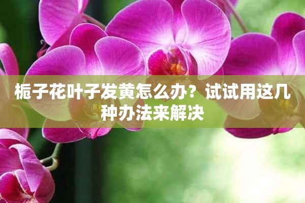 栀子花叶子发黄怎么办？试试用这几种办法来解决