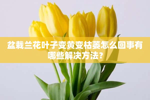 盆栽兰花叶子变黄变枯萎怎么回事有哪些解决方法？