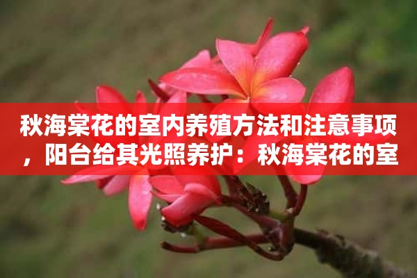 秋海棠花的室内养殖方法和注意事项，阳台给其光照养护：秋海棠花的室内养殖方法 秋海棠花的室内养殖注意事项