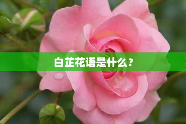 白芷花语是什么？