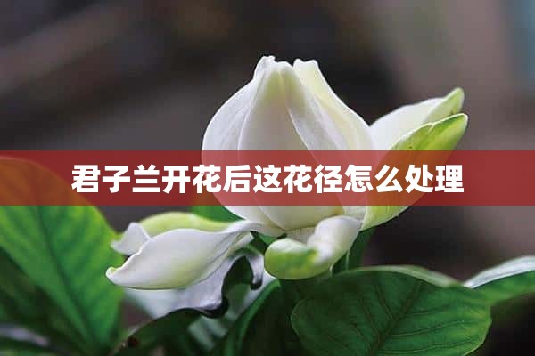 君子兰开花后这花径怎么处理