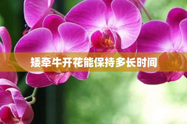 矮牵牛开花能保持多长时间