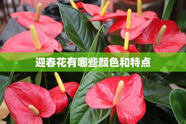 迎春花有哪些颜色和特点