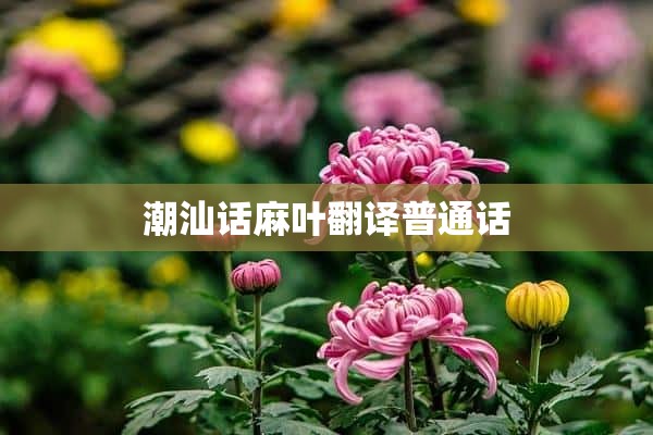 潮汕话麻叶翻译普通话