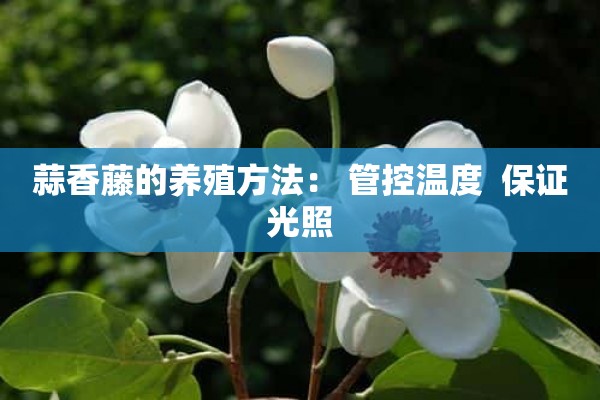 蒜香藤的养殖方法： 管控温度  保证光照