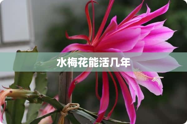 水梅花能活几年