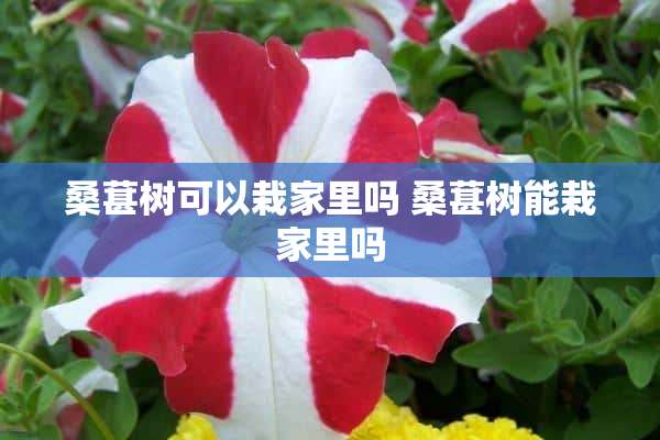 桑葚树可以栽家里吗 桑葚树能栽家里吗