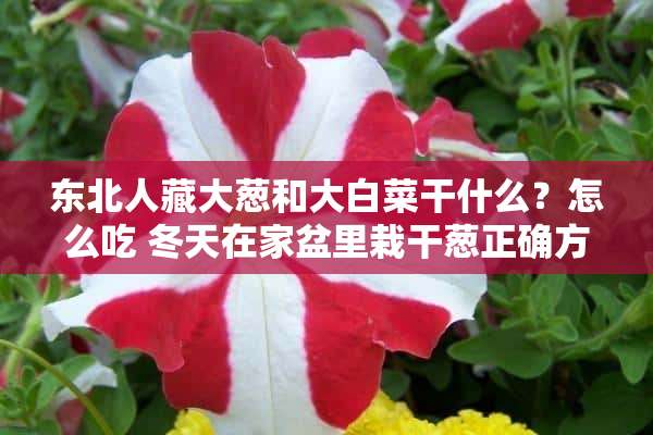 东北人藏大葱和大白菜干什么？怎么吃 冬天在家盆里栽干葱正确方法