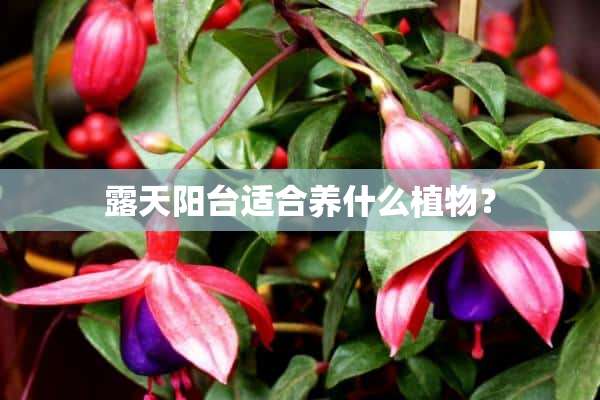 露天阳台适合养什么植物？