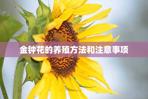 金钟花的养殖方法和注意事项