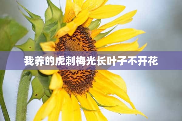 我养的虎刺梅光长叶子不开花