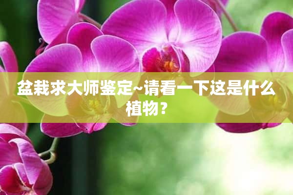 盆栽求大师鉴定~请看一下这是什么植物？