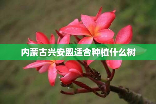 内蒙古兴安盟适合种植什么树