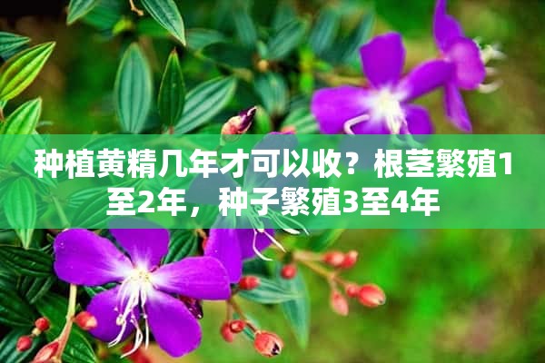 种植黄精几年才可以收？根茎繁殖1至2年，种子繁殖3至4年