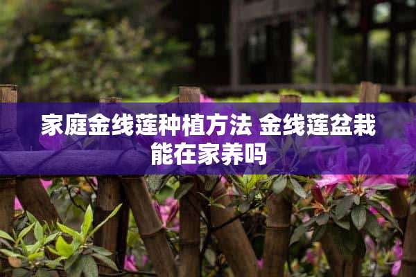 家庭金线莲种植方法 金线莲盆栽能在家养吗