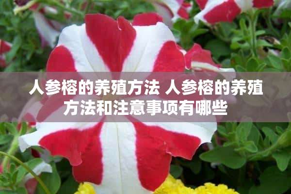 人参榕的养殖方法 人参榕的养殖方法和注意事项有哪些