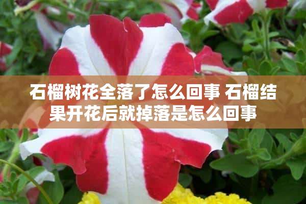 石榴树花全落了怎么回事 石榴结果开花后就掉落是怎么回事