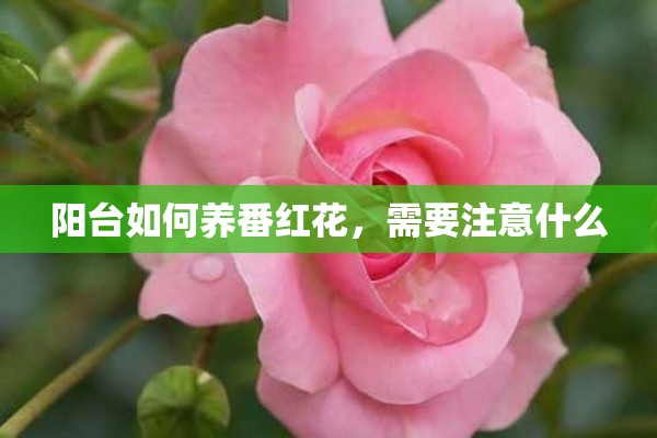 阳台如何养番红花，需要注意什么