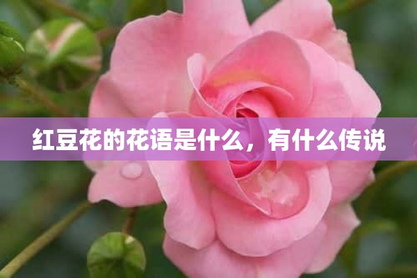 红豆花的花语是什么，有什么传说