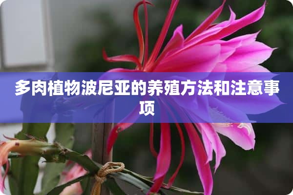 多肉植物波尼亚的养殖方法和注意事项