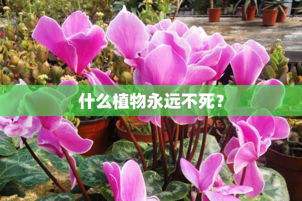 什么植物永远不死？