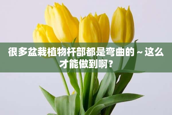 很多盆栽植物杆部都是弯曲的～这么才能做到啊？