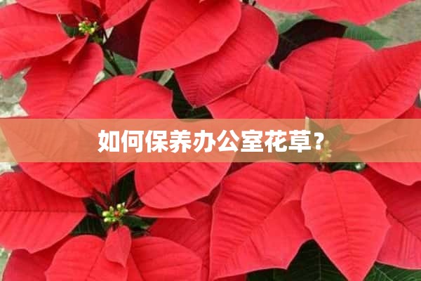 如何保养办公室花草？