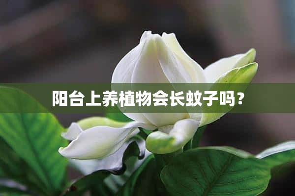 阳台上养植物会长蚊子吗？