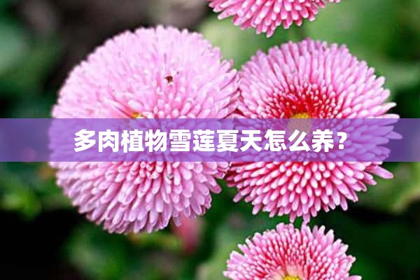 多肉植物雪莲夏天怎么养？