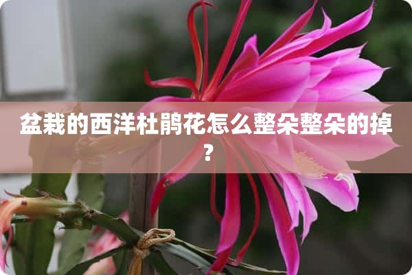 盆栽的西洋杜鹃花怎么整朵整朵的掉？