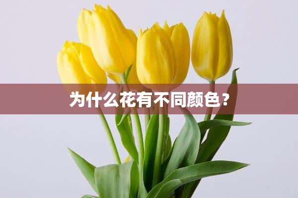 为什么花有不同颜色？