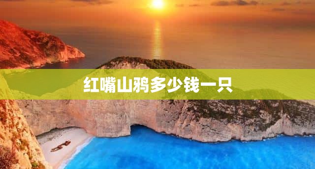 红嘴山鸦多少钱一只