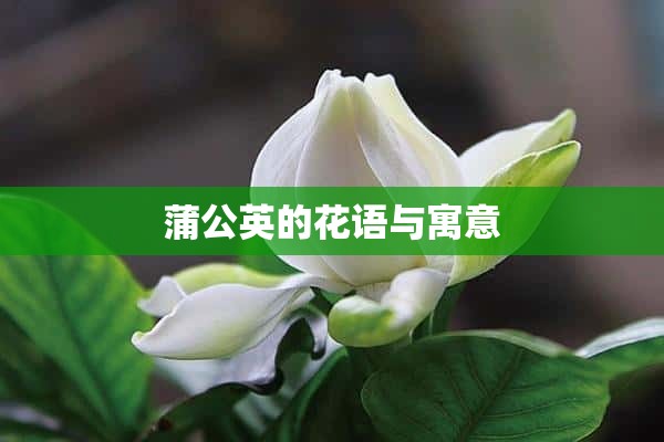 蒲公英的花语与寓意