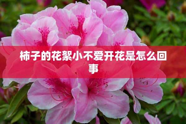 柿子的花絮小不爱开花是怎么回事