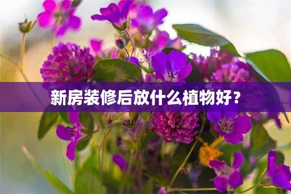 新房装修后放什么植物好？