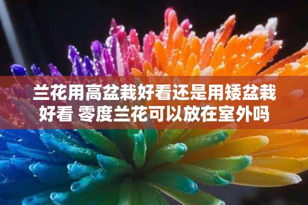 兰花用高盆栽好看还是用矮盆栽好看 零度兰花可以放在室外吗